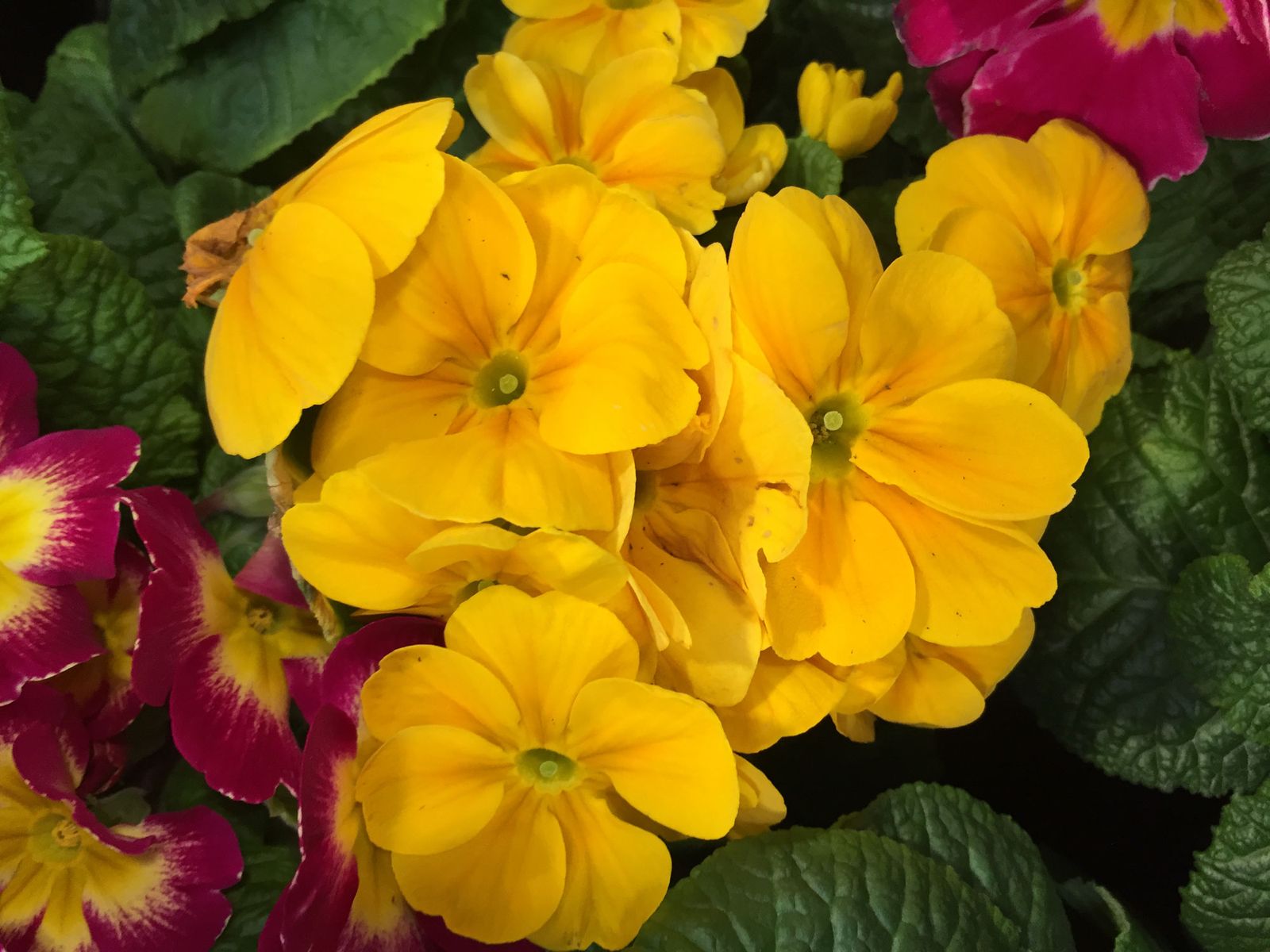 primula acaulis cuidados
