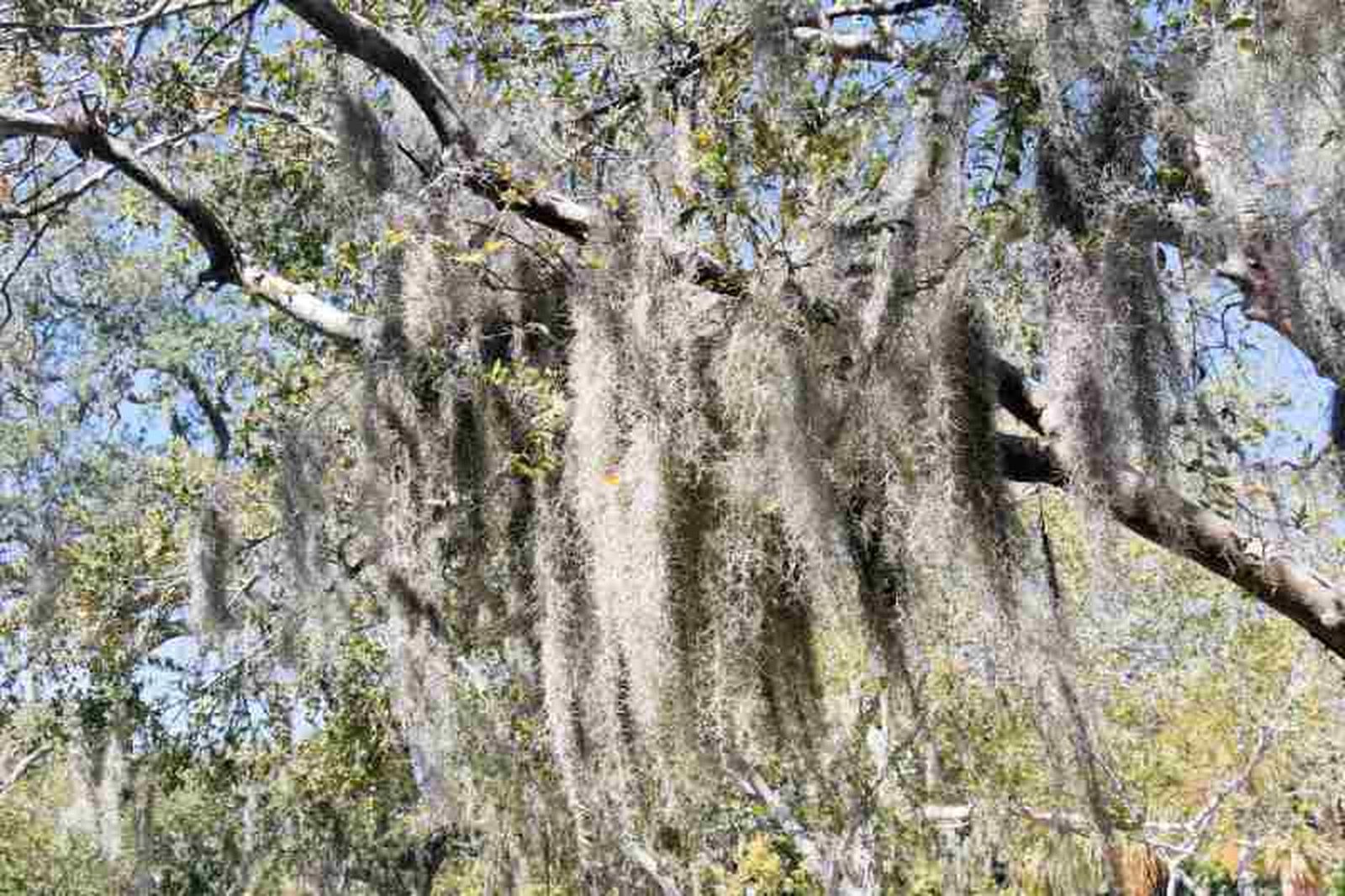 Tillandsia usneoides