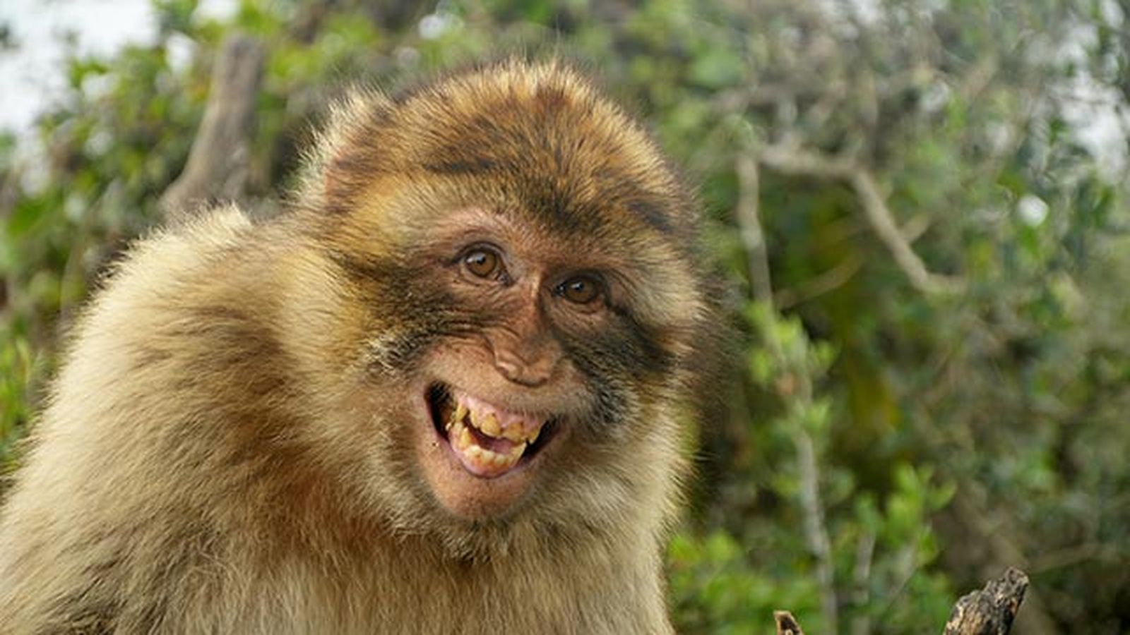 animales felices 3 macaco