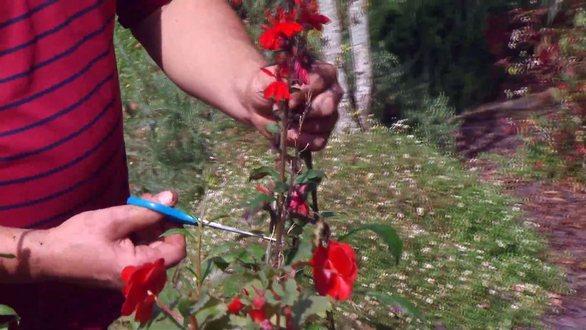 deco667 jardineria lobelia cardinalis cuidados