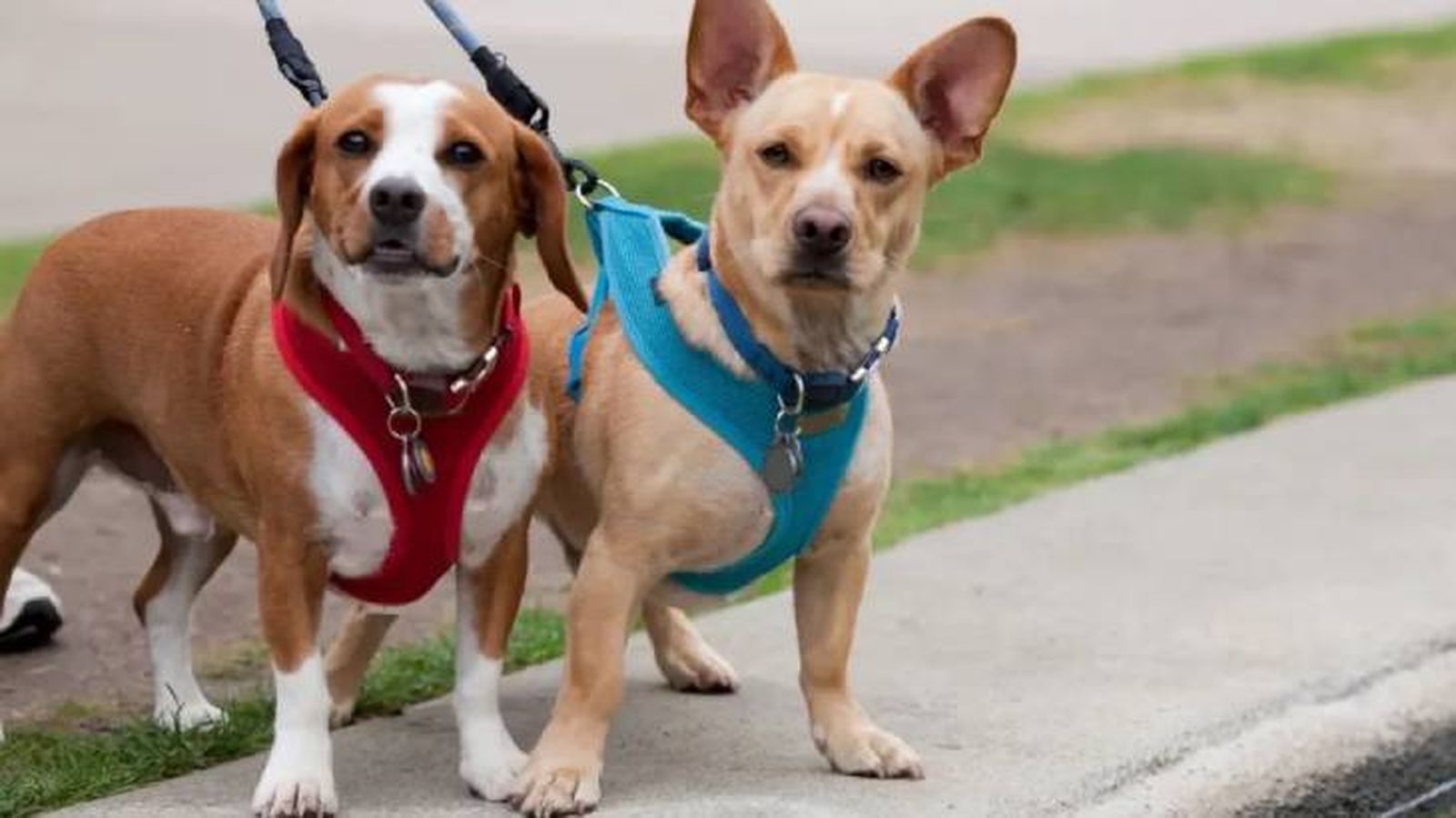 arneses antitirones para perros 3 (1)