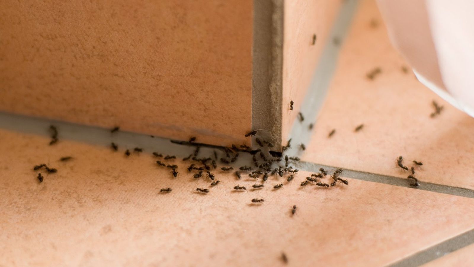 remedio casero para eliminar hormigas de casa