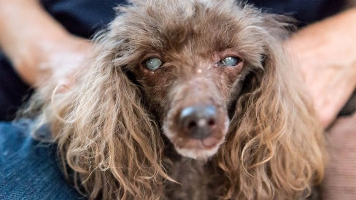 cataratas en perros 1