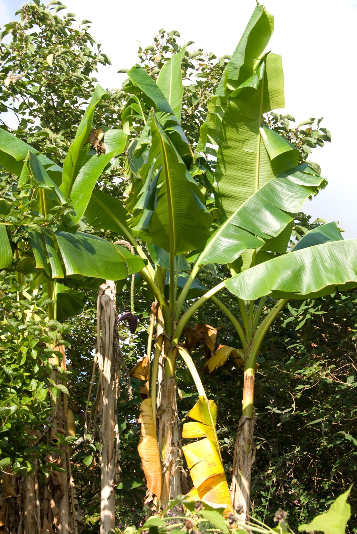 deco 269 plantas hojas grandes musa paradisica 1