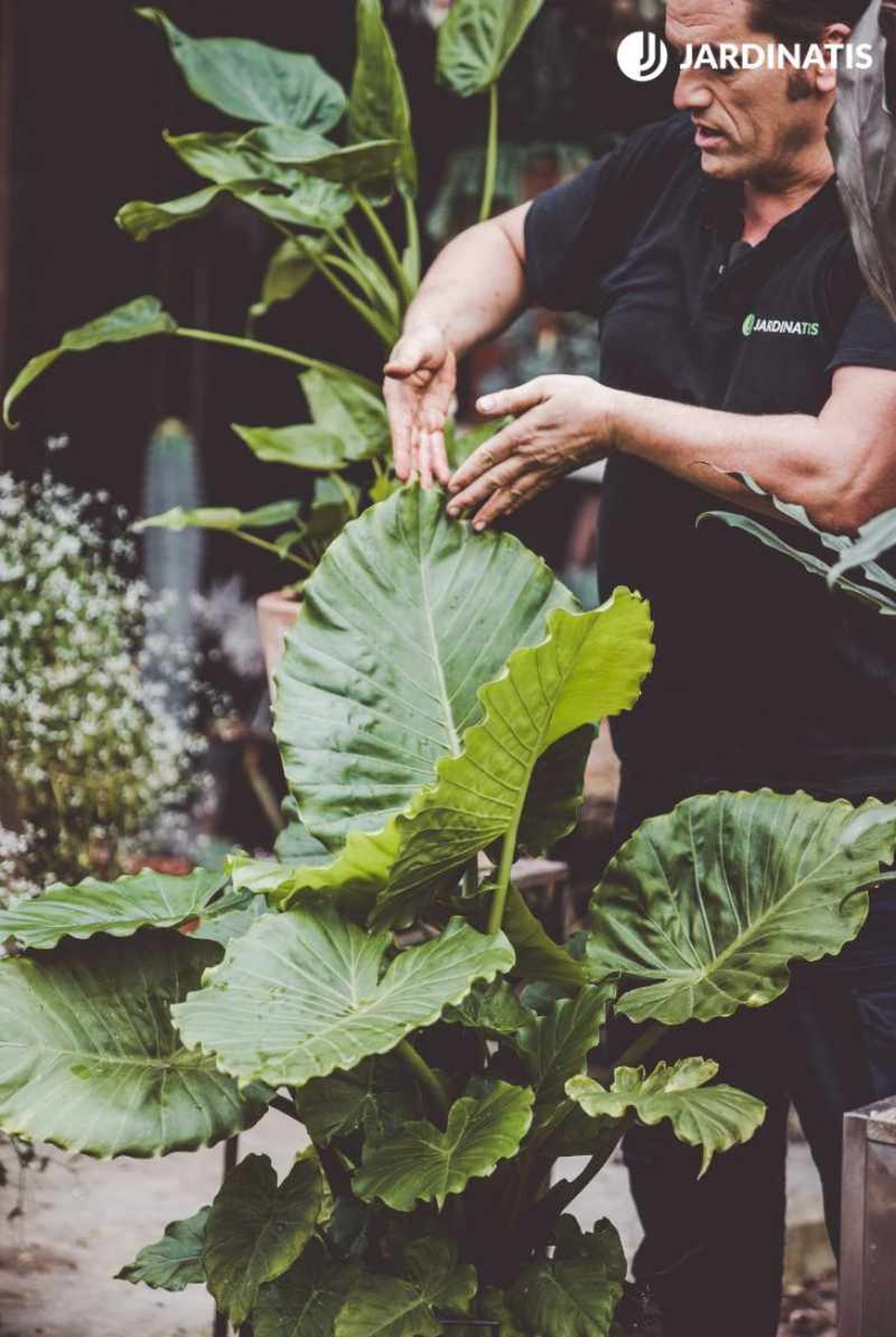 Alocasia macrorrhiza