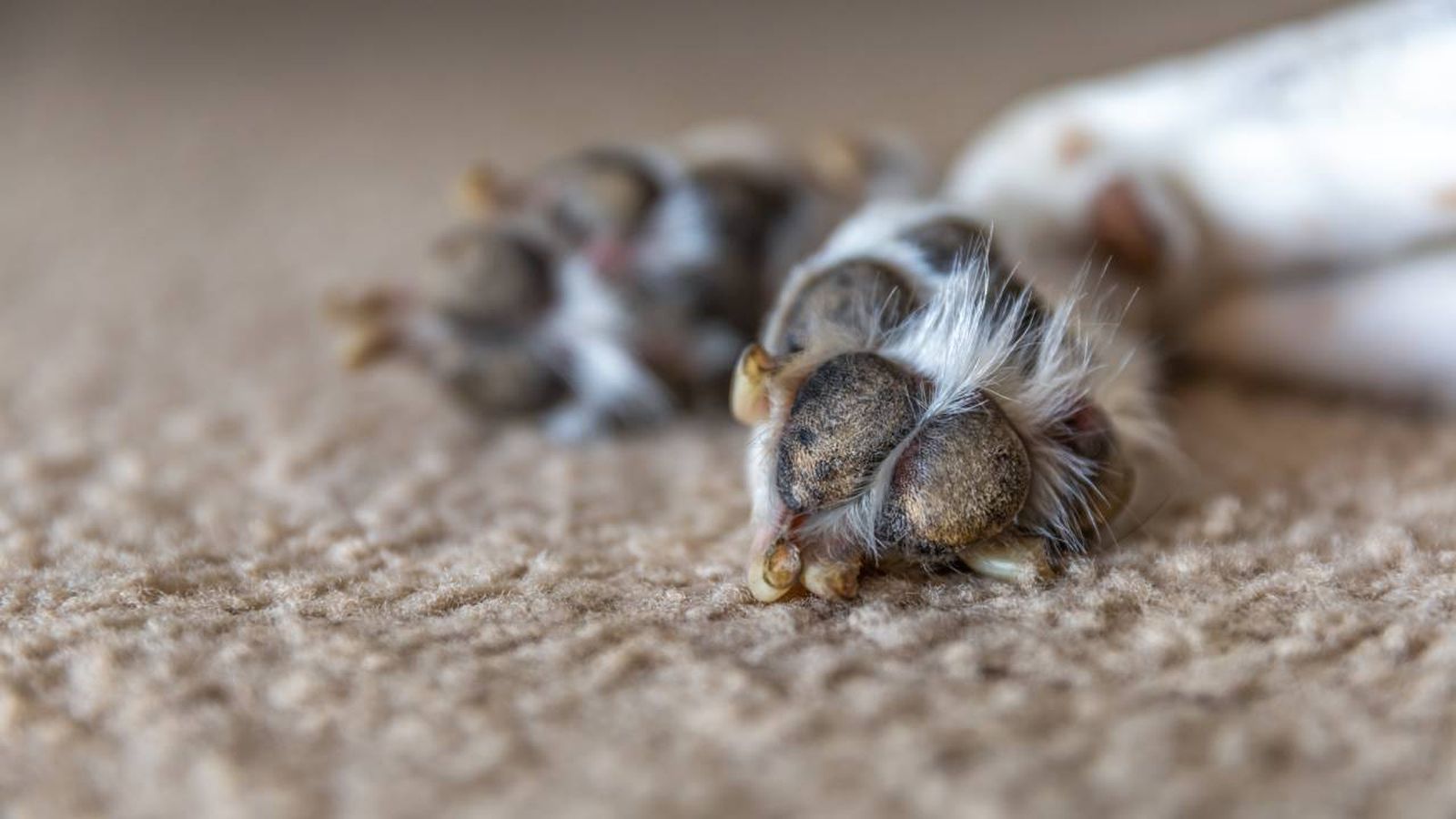 hiperqueratosis perros xl