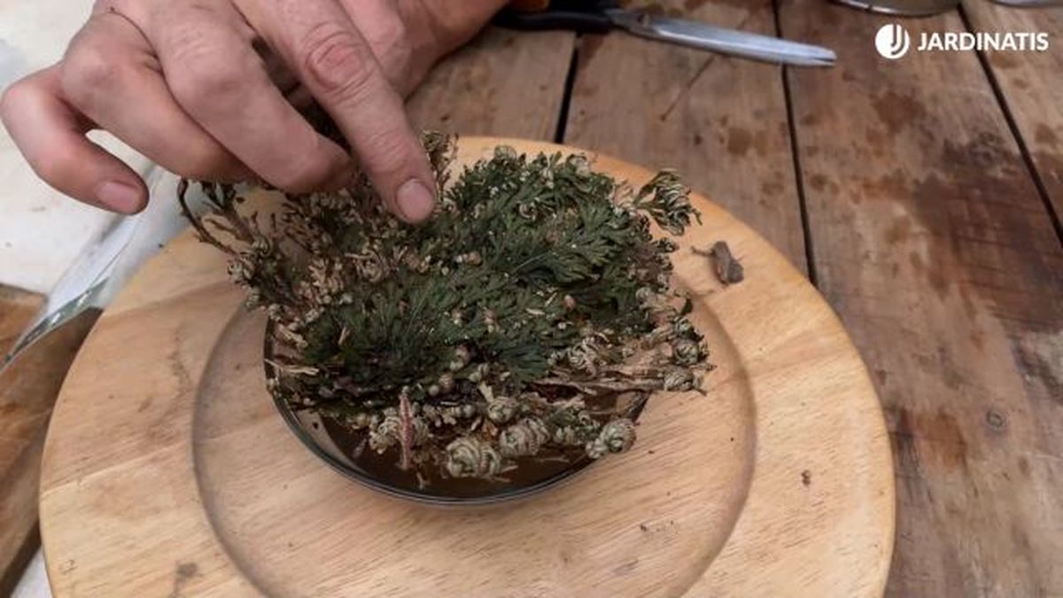 caracteristicas y cultivo en agua de la doradilla jardinatis 23 42