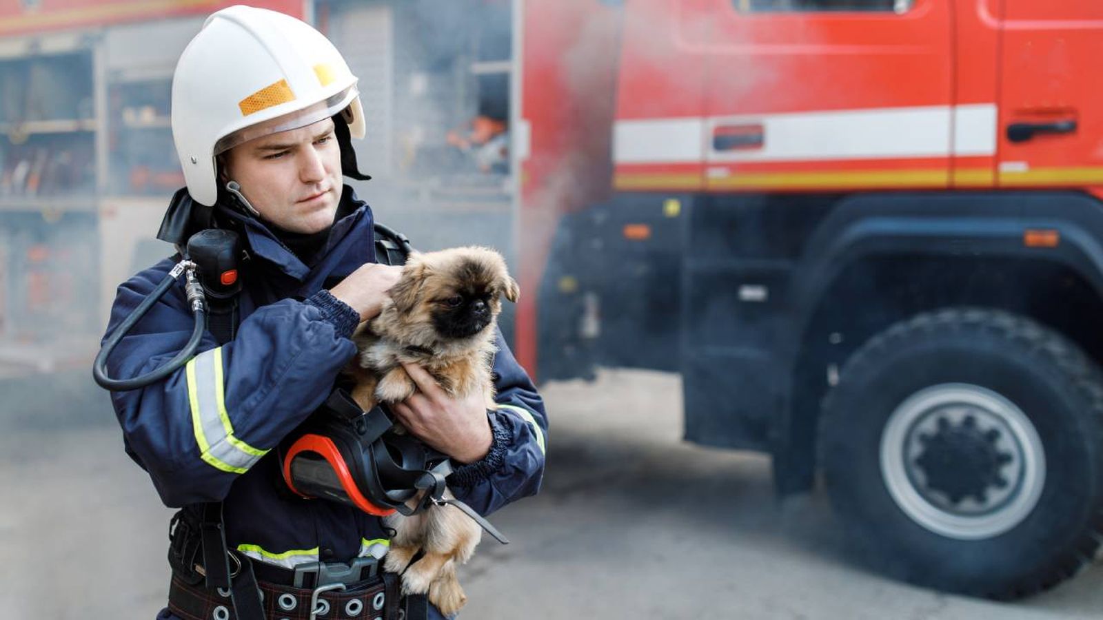 plan proteccion animales desastres naturales incendios