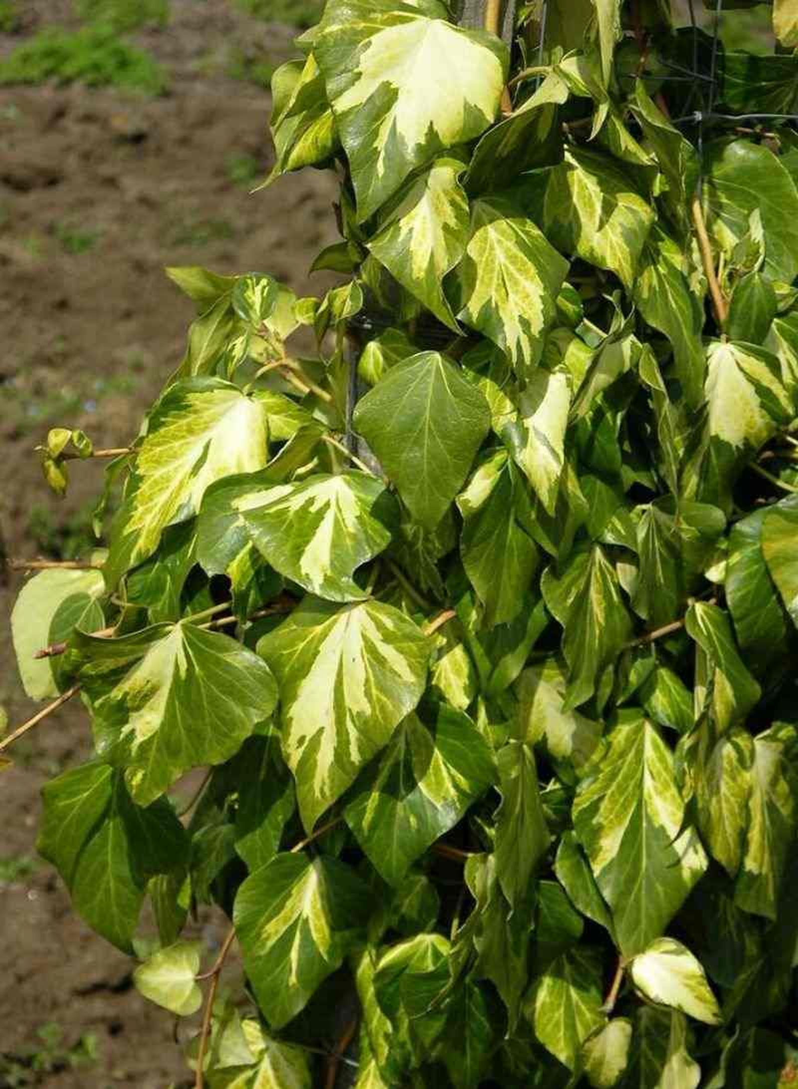 Hedera colchica