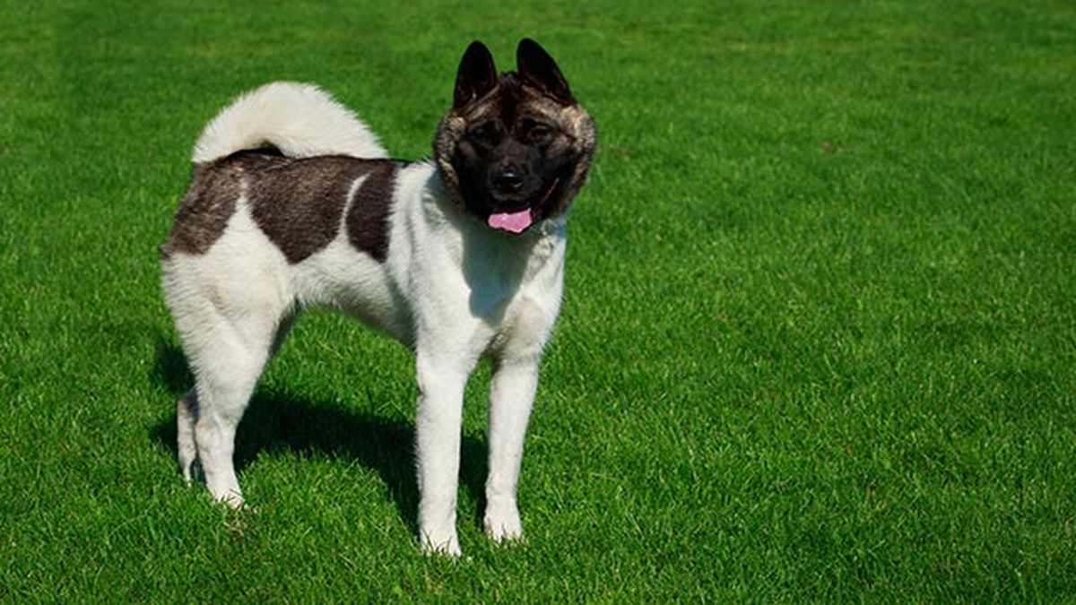 akita americano en el campo