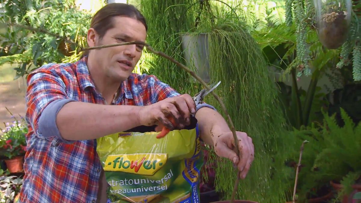 decogarden 0647 acodo tecnica reproduccion acodo magnolia soulangeana susan reducir brote