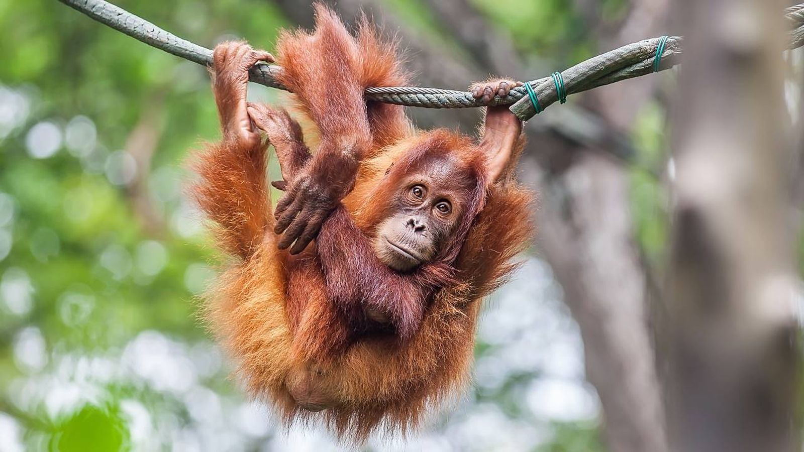orangutan mamifero arboricola mas grande del mundo