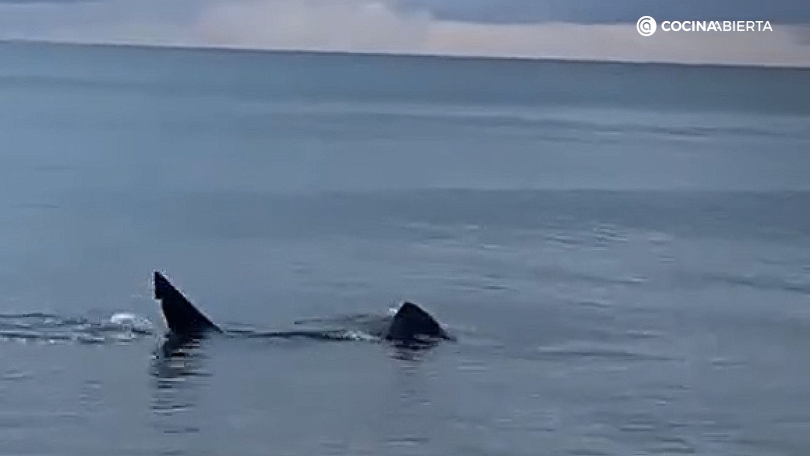 El tiburón avistado por el hijo de Karlos Arguiñano a escasos metros de la playa de Zarautz