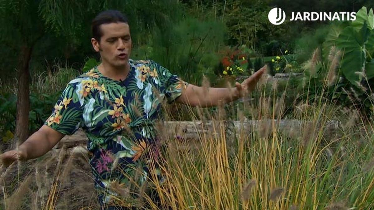 Pennisetum alopecuroides Chinese fountain grass tonalidad deco 634