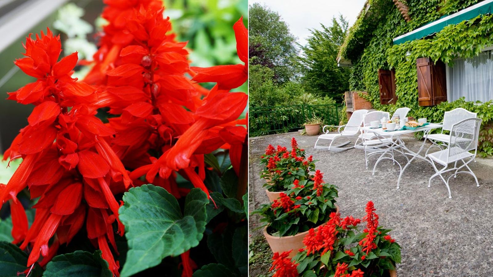 plantacion de salvia roja o banderilla en la terraza enredadera parthenocissus tricuspidata deco 308 xl