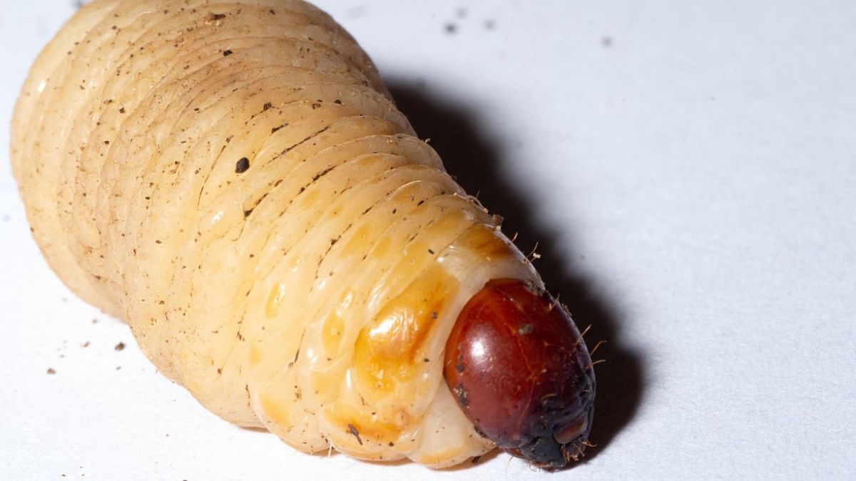 larva del picudo rojo