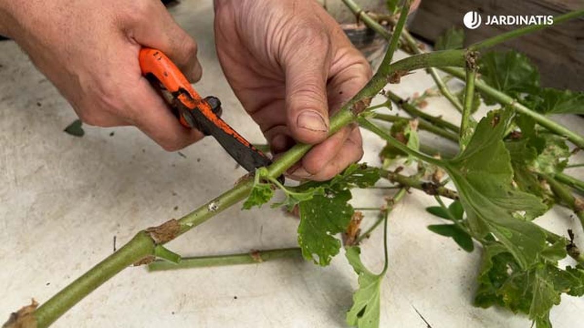 como hacer esquejes tras la poda del geranio jardinatis 22 23
