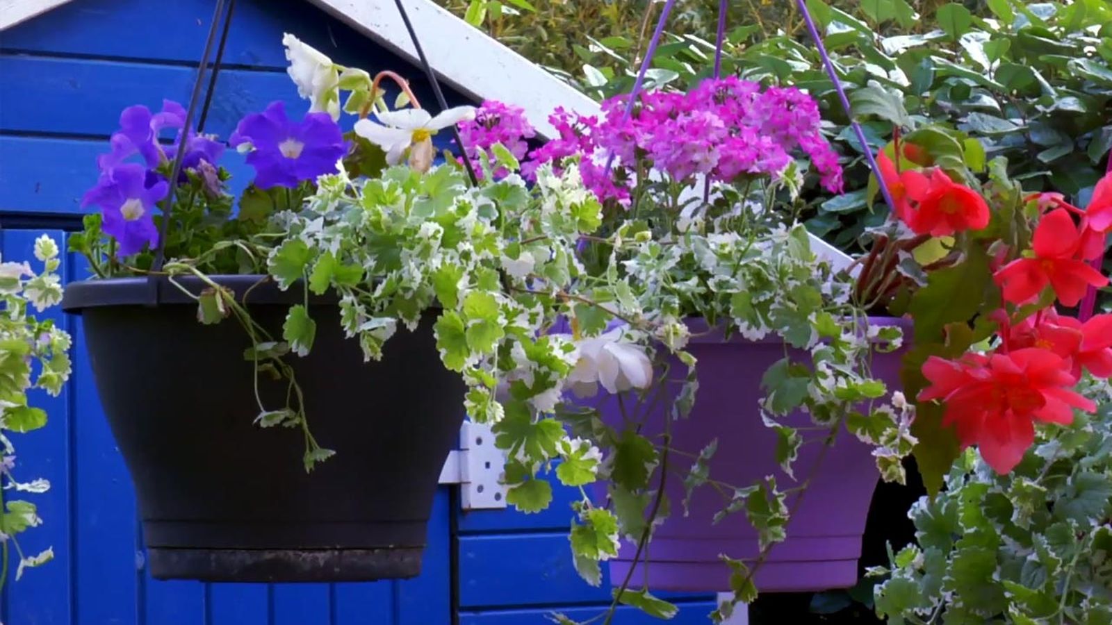 brico 794 jardin plantas colgantes verano xl