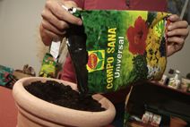 Cultivar cilantro paso 1