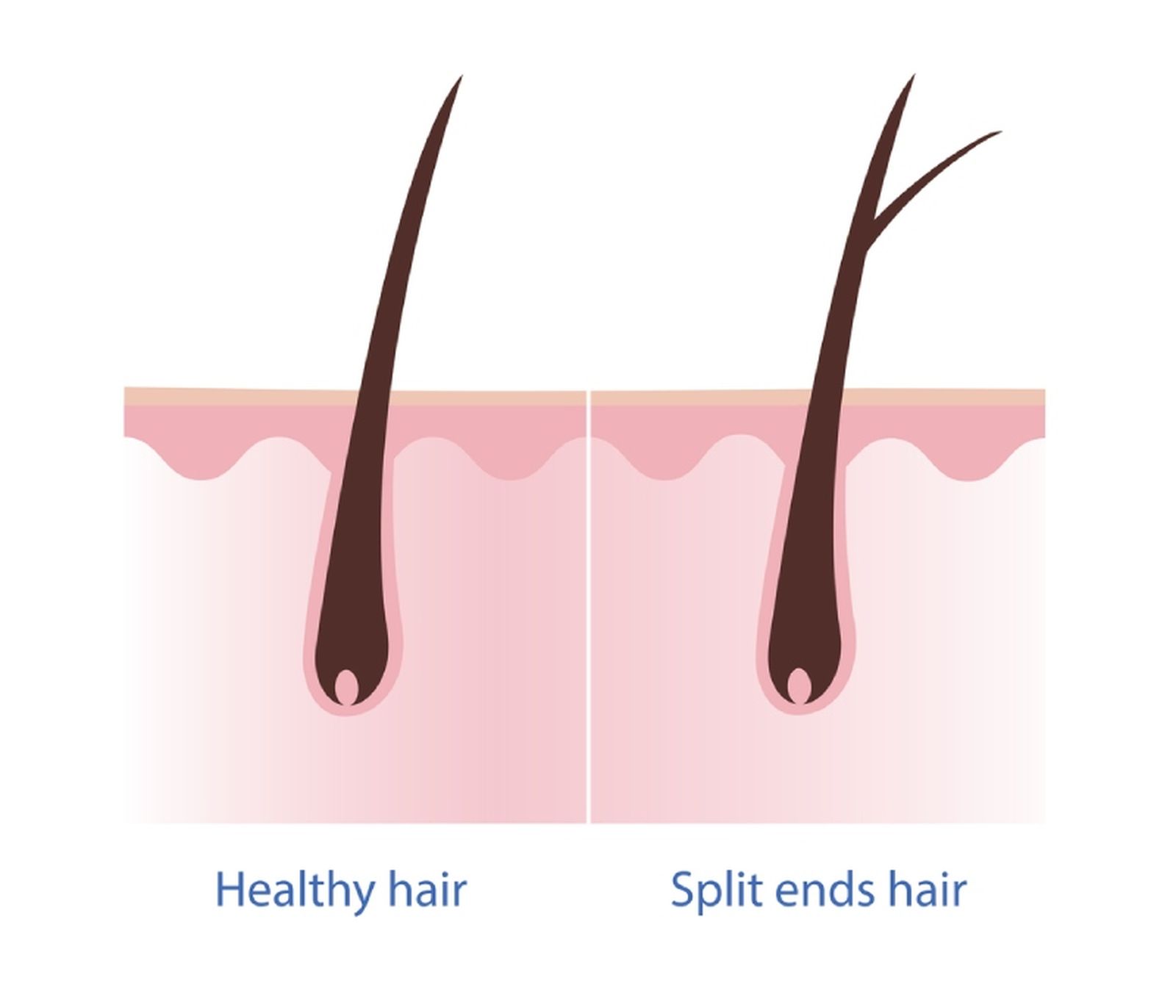 Cabello sano y cabello de puntas abiertas