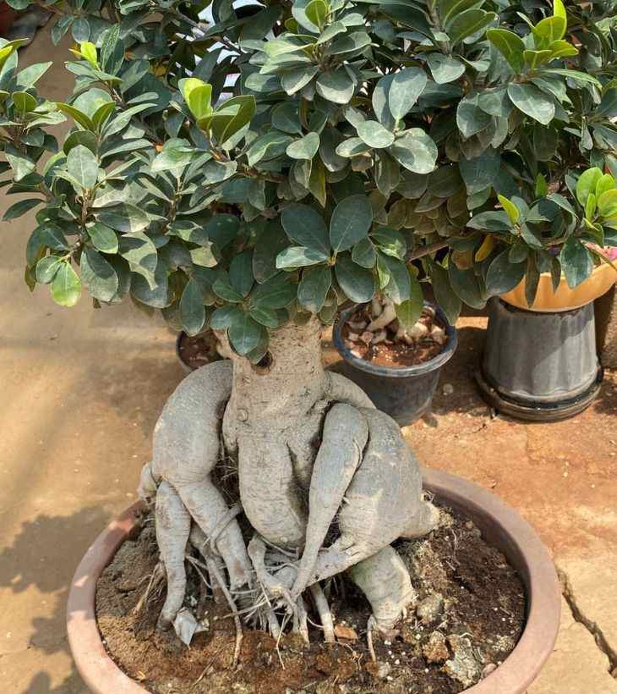 ficus microcarpa raices aereas