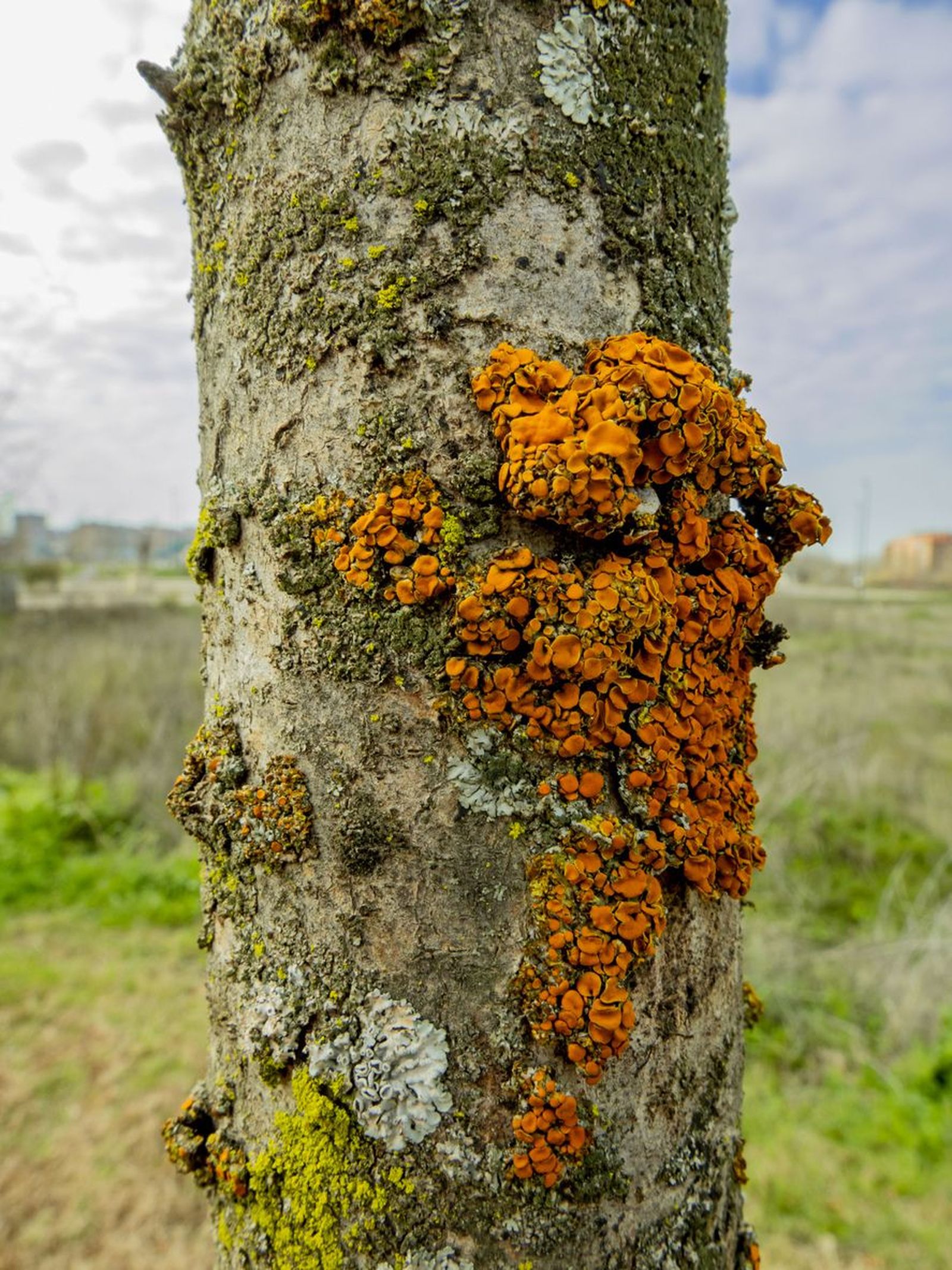 liquen tipo de simbiosis