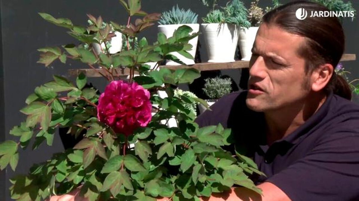 Peonías arbóreas, características y reproducción 1