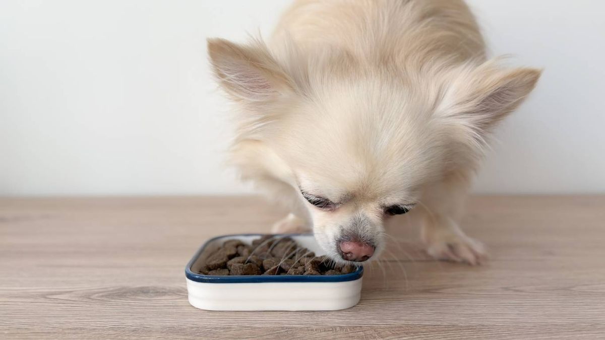 La mejor alimentación para un chihuahua tiene que ser nutritiva, equilibrada y adaptada.