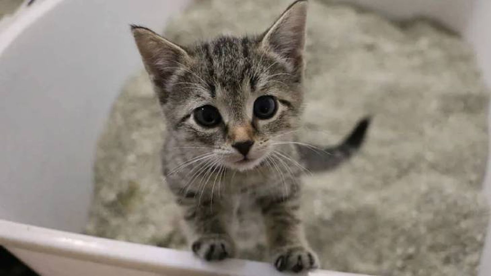areneros cerrado para gatos 1 (1)