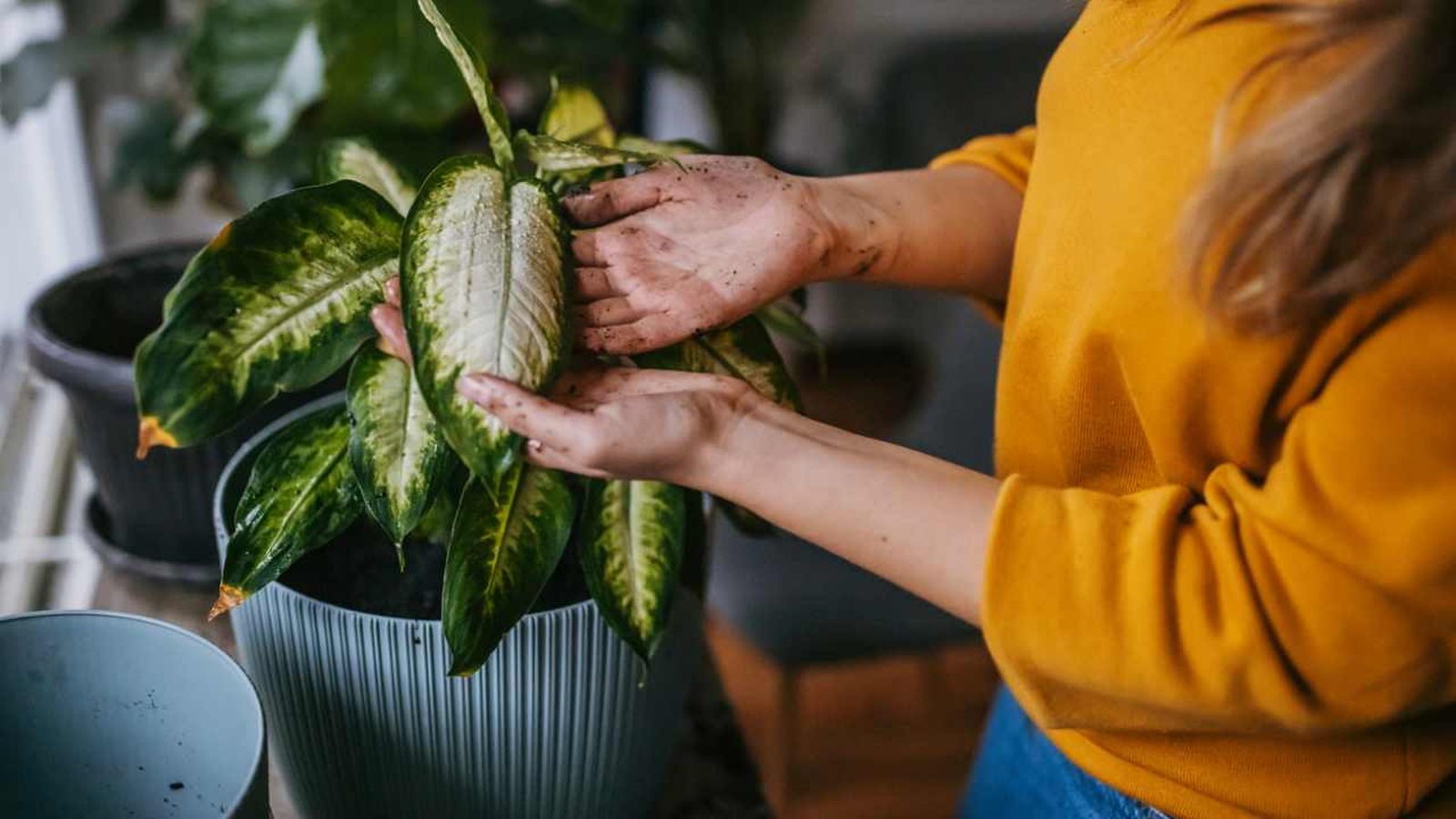 hongos en las plantas