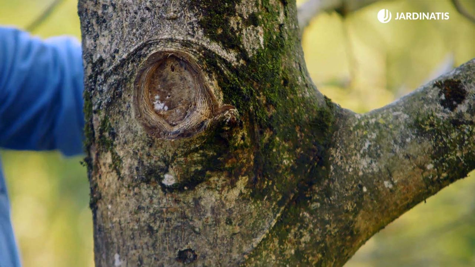 brico 0896 jardin proteger tras poda xl