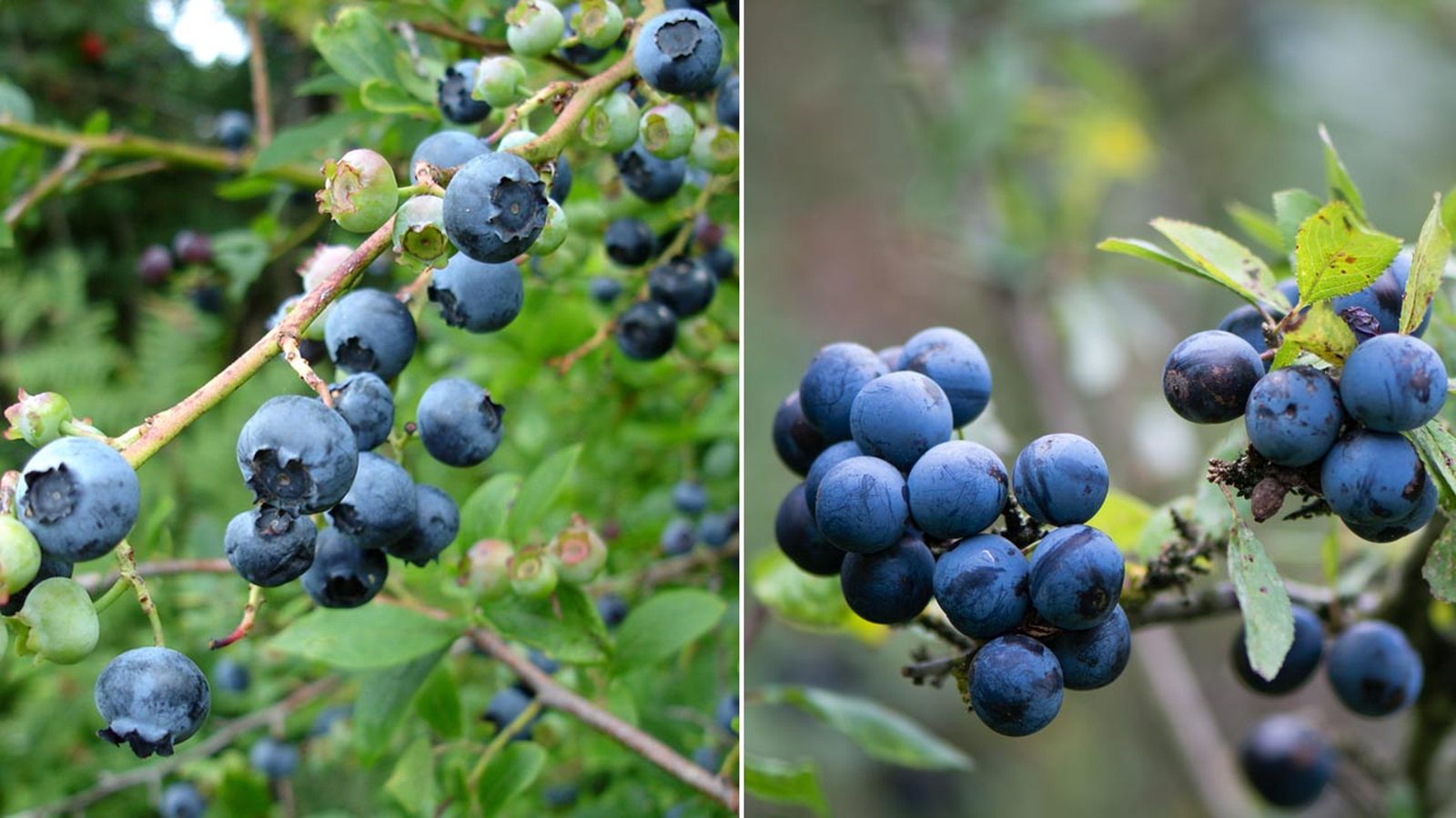 diferencias arandanos encinas