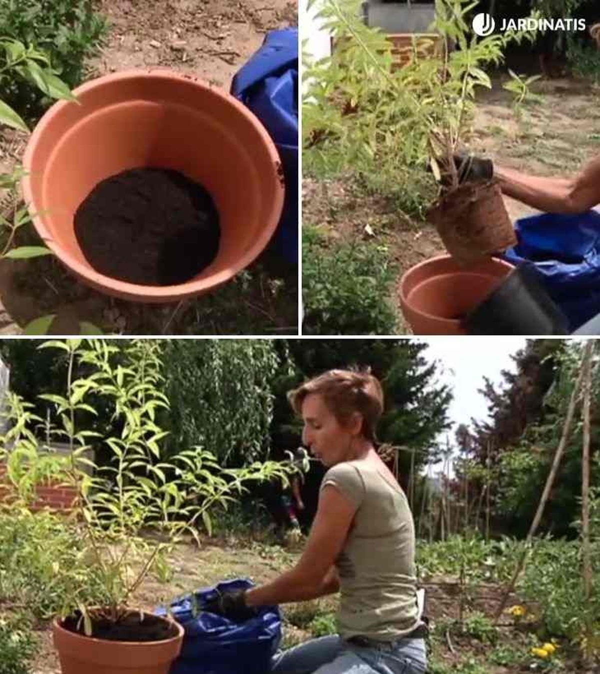 como plantar hierbaluisa en maceta rosa 25