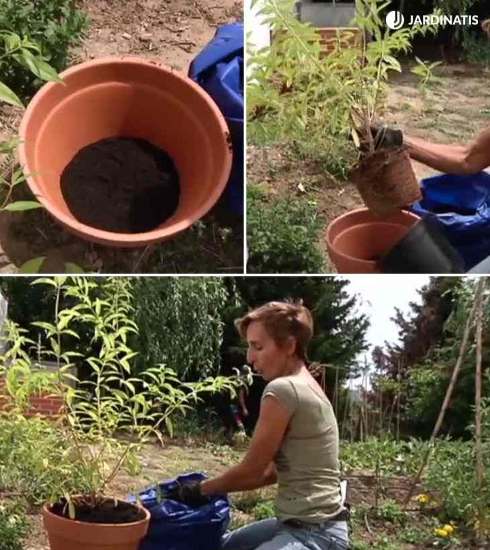 como plantar hierbaluisa en maceta rosa 25
