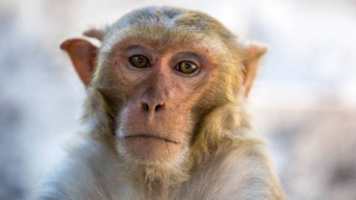 animales espacio macaque macaco