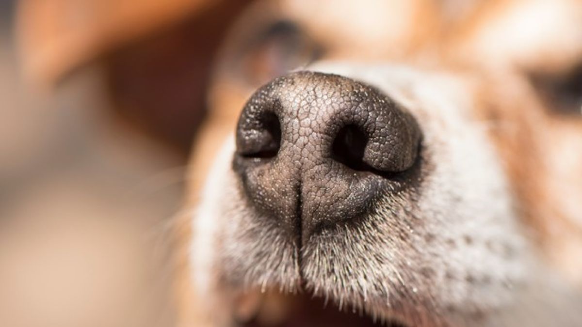 mi perro tiene la nariz seca 6