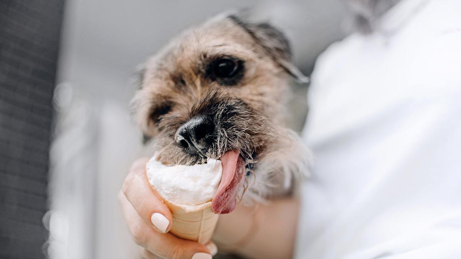 helados perro 3