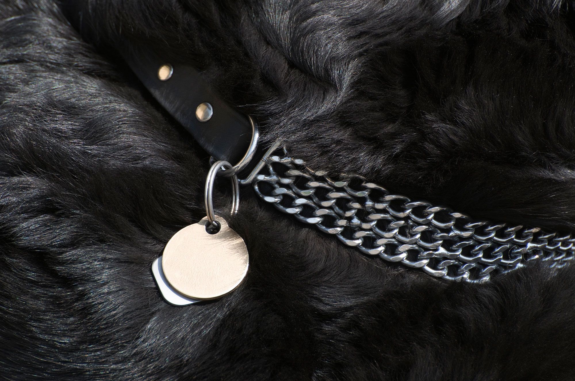 Conviene que tu perro lleve siempre una placa identificativa en el collar.