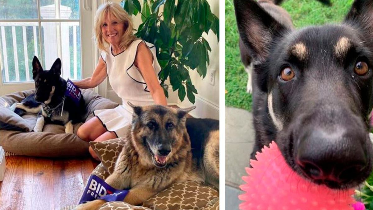 perros presidente biden 6