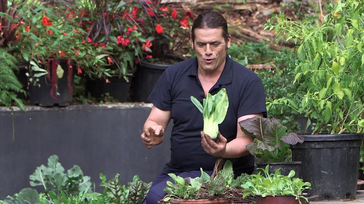 brico 1010 jardin pak choi