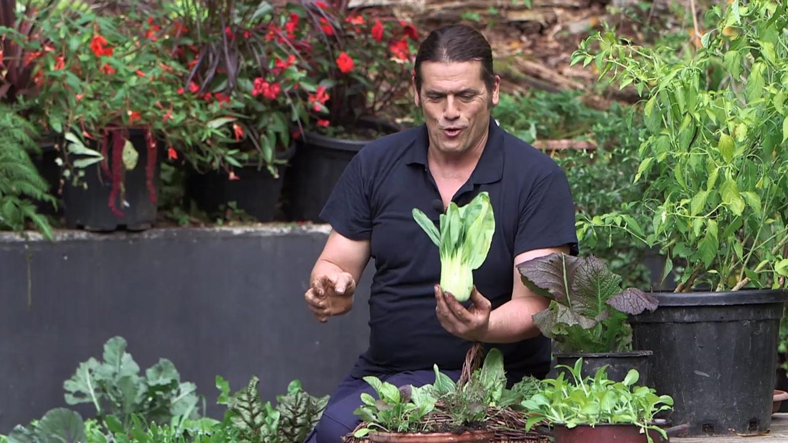 brico 1010 jardin pak choi