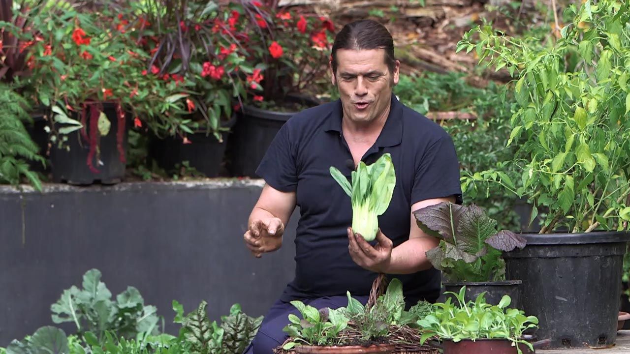 brico 1010 jardin pak choi