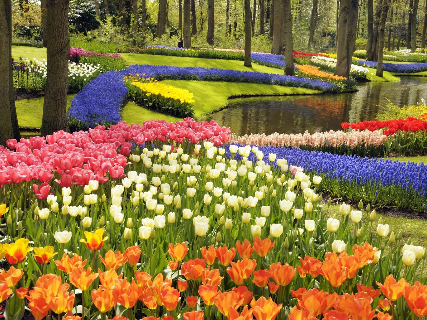 Parque con tulipanes de colores en Keukenhof, Holanda