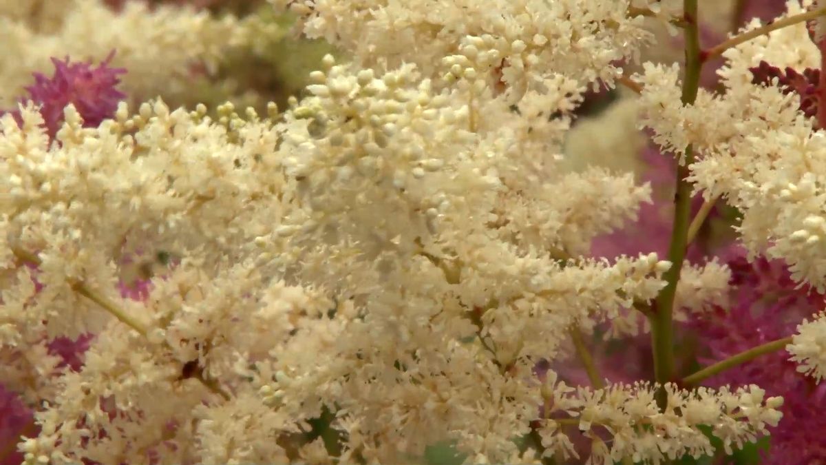 deco 0703 astilbes flor