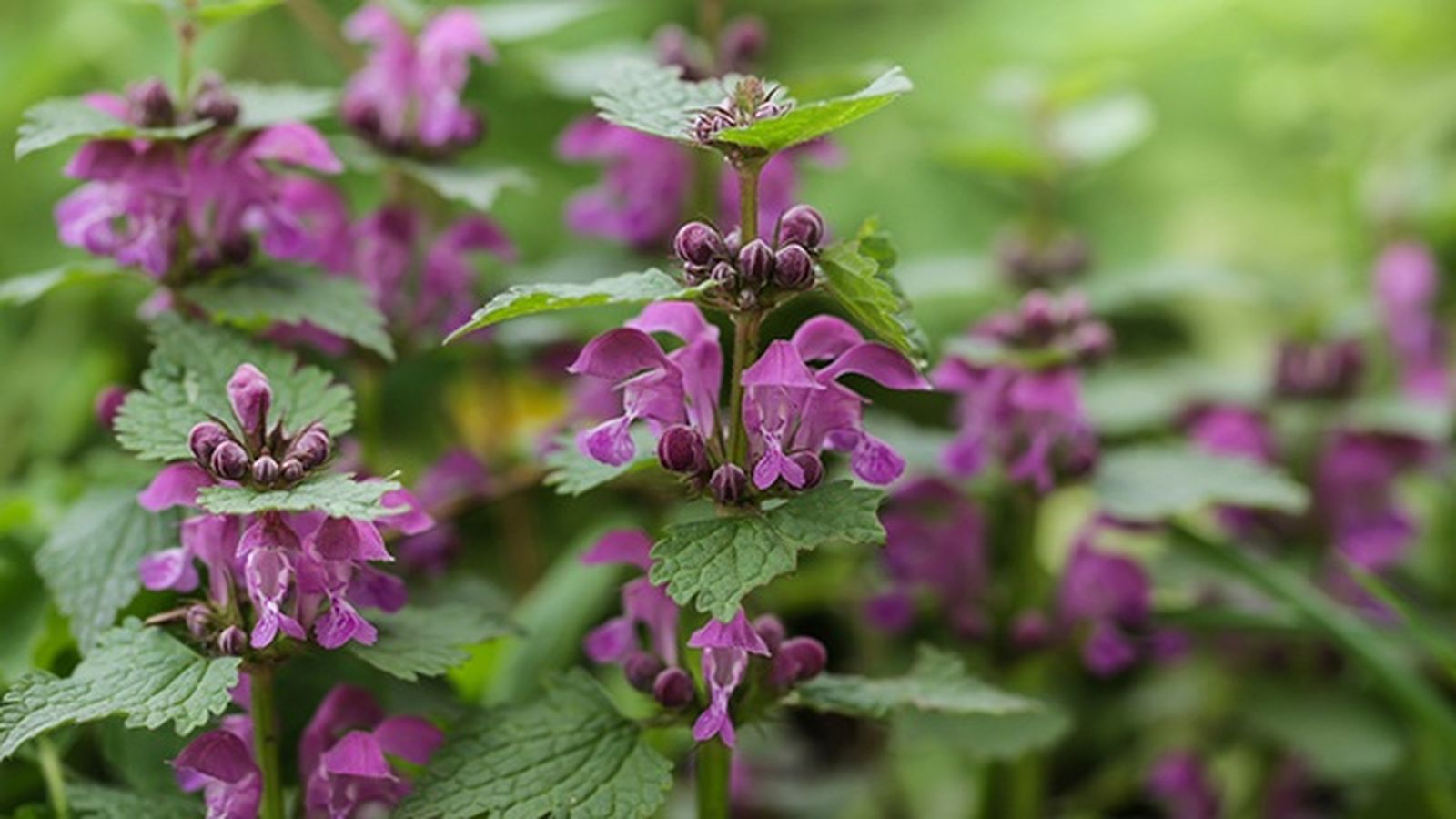 Lamium maculatum