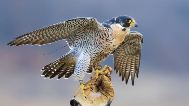 Ciertas especies de halcones son expertas cazadoras de pájaros y aves.