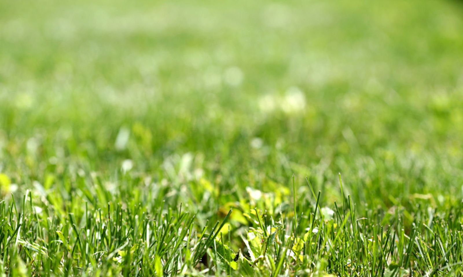 Cuándo abonar el césped