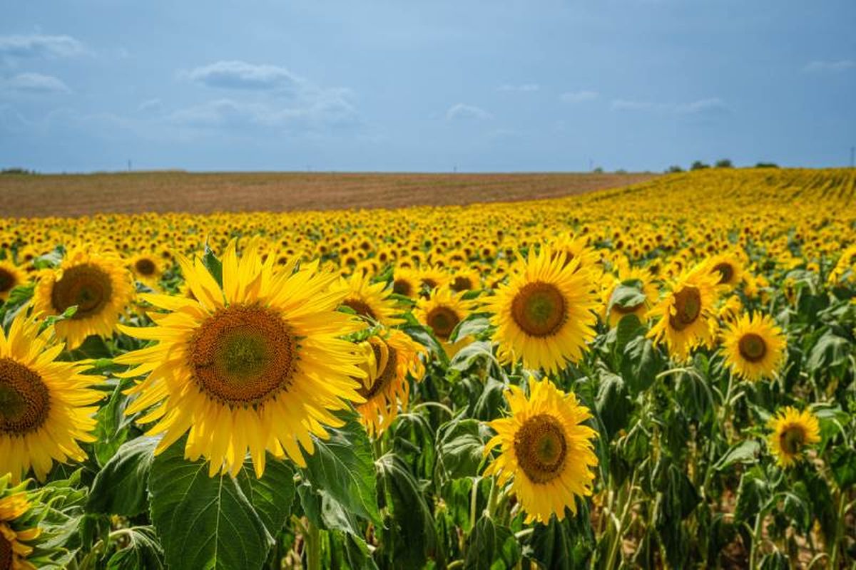 Campo de girasoles.