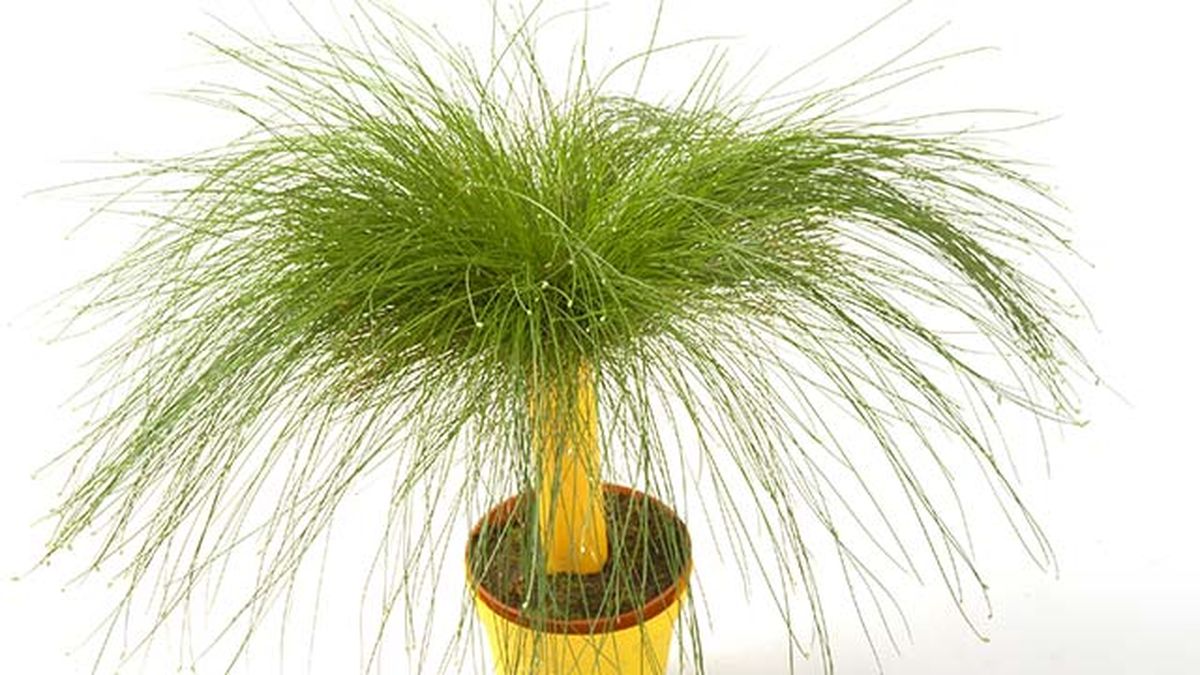 scirpus planta para baños