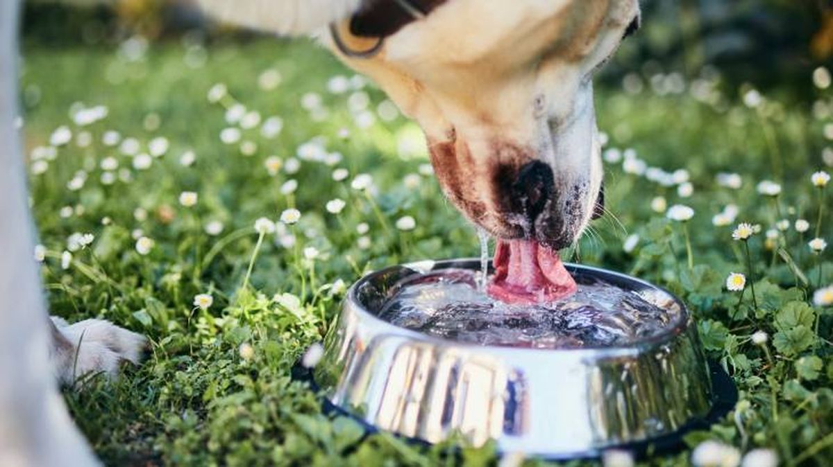 Beber agua fresco es muy importante para tu perro